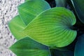 Single Hosta plant leaf with groovy texture on white pebble stones background