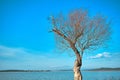 Single and huge dried branches and withered tree in front of the uluabat lake