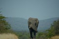 Single Huge Elephant Strolling in a road.