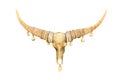 Single huge gold buffalo skull decorative with small paint brass bells hanging on long horns isolated on white background with