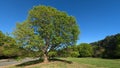 Single huge oak tree in a park with blue sky