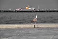 A single huge seagull in istanbul. Seagull looks to passenger ship, selective focus photo