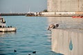 Single huge seagulls just starts flying in kadikoy shore