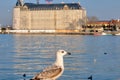 Single huge seagulls landing, standing and flying in kadikoy shore