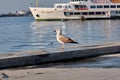 Single and huge seagulls in port and harbor of kadikoy