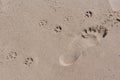 Single human barefoot and dog paws imprints in beach sand Royalty Free Stock Photo