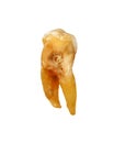 Single human tooth with caries isolated on white background , clipping path macro