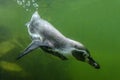 Single Humboldt penguin known also as Peruvian penguin or Patranca in a zoological garden Royalty Free Stock Photo