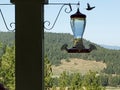 A humming bird floats in to the bird feeder Royalty Free Stock Photo