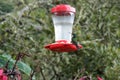 Single hummingbird sitting on a feeder Royalty Free Stock Photo