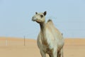 Single hump Camel head and neck. Royalty Free Stock Photo