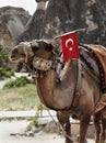 Single hump camel with Turkish flag