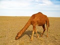 The single hump dromedary camel in desert