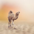 Single-Humped Camel Royalty Free Stock Photo