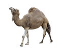 Single-Humped Camel Royalty Free Stock Photo