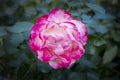 Close up of a hybrid rose. Royalty Free Stock Photo