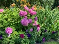 Single hydrangea with a lot of pink flowers spherical shape