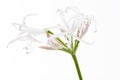Single Hymenocallis flower isolated on white