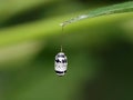 Single Ichneumonid Wasp Cocoon suspended from a thin twig captures the beauty of nature