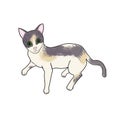 Single illustration of a litle cute kitten gray and beige color