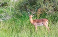 Single impala ram isolated in the bush Royalty Free Stock Photo