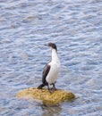 Imperial Cormorant seabird on rock in Punta Arenas Chile