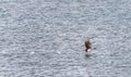 Imperial Cormorant seabird taking flight in Punta Arenas Chile