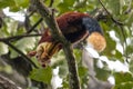 A single indian giant squirrel, laying on branch eating leaves