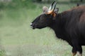 Single Indian Guar standing in grass land Royalty Free Stock Photo