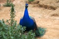 Single Indian peafowl known also as blue peafowl, Pavo cristatus, in a zoological garden