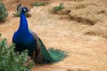 Single Indian peafowl known also as blue peafowl, Pavo cristatus, in a zoological garden