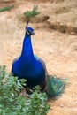 Single Indian peafowl known also as blue peafowl, Pavo cristatus, in a zoological garden