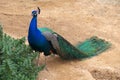 Single Indian peafowl known also as blue peafowl, Pavo cristatus, in a zoological garden