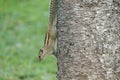 Single Indian squirrel resting araucaria columnaris trunk tr