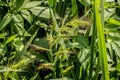 Single inflorescence and flowers of cockspur grass - Echinochloa crus-galli