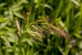 Single inflorescence and flowers of cockspur grass - Echinochloa crus-galli