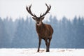 Single Injured Adult Noble Red Deer With Big Beautiful Horns At Blue Forest Background. Wildlife Landscape With Snow And Deer Sta Royalty Free Stock Photo