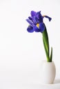 Single Iris Lily in White Vase on White Background