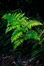 Green isolated fern frond in the forest Royalty Free Stock Photo