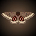 Single isolated colored butterfly Caligo atreus giant owl on a brown background.