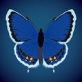 Single isolated colored butterfly nickerbean blue on a black and blue background. Royalty Free Stock Photo