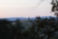 A single isolated cypress tree in the middle of a field in Val d`Orcia or Valdorcia in Tuscany, a very popular destination Royalty Free Stock Photo