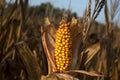 Closeup single ear of fresh natural yellow corn on the cob on stalk in corn field Royalty Free Stock Photo