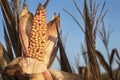 Closeup single ear of fresh natural yellow corn on the cob on stalk in corn field Royalty Free Stock Photo