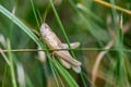 Single isolated grasshopper hopping through the grass in search of food, grass, leafs and plants as plague with copy space bugs