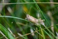 Single isolated grasshopper hopping through the grass in search of food, grass, leafs and plants as plague with copy space bugs
