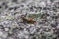Single isolated grasshopper hopping through stone desert in search of food, grass, leafs and plants as plague with copy space and