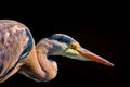 Single isolated hunting heron / egret on black background, symbolic,figurative,ready to catch,observing