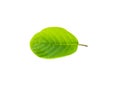 Single isolated leaf on a white