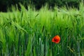 A single isolated lonely red poppy wild flower growing amongst green crops field Royalty Free Stock Photo